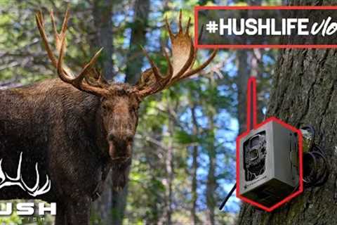 Setting Trail Cameras For BIG MOOSE |S3EP26|