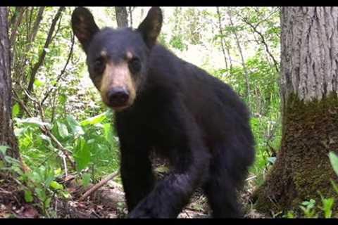 Trail Camera Video – July 12, 2023