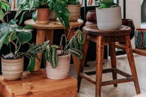 Ten Easy Plants to Grow for Travelers
