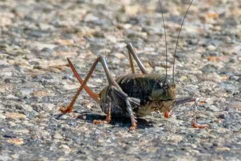 What are Mormon Crickets (Mormon Crickets)?