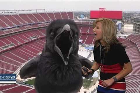 Bird Photobombs Meteorologist