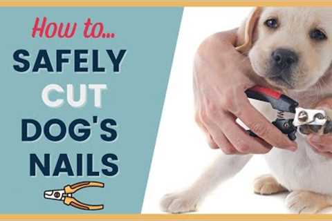 Step By Step Guide to Cutting Dogs Nails