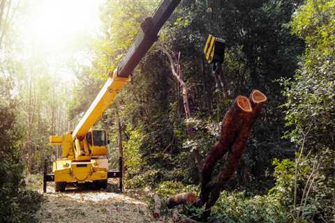 When to Cut Down a Tree on Your Property