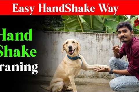 How to Train Handshake  to your Puppy or Dog (Easy Training)