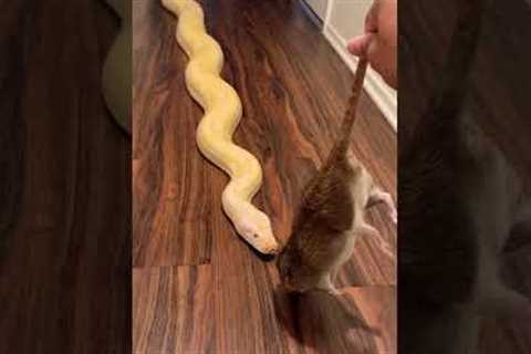 Feeding My Giant Burmese Python A Huge Rat! 🐀🐍
