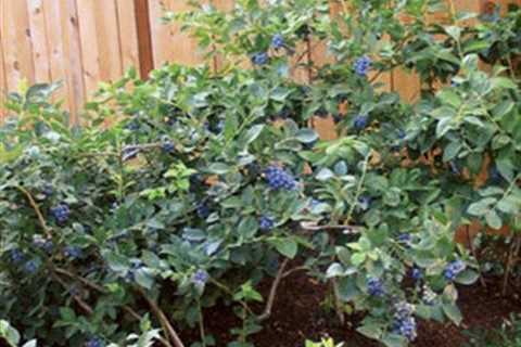 Mulching Blueberry Bushes