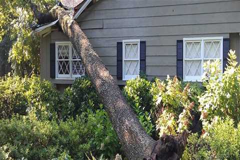 Storm Damage and Tree Removal