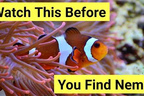 9 Things You Need To Know About Keeping Clownfish