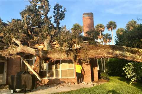 How to Deal With an Emergency Tree Removal