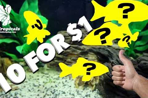 The Cheapest  And BEST Fish You Can Buy