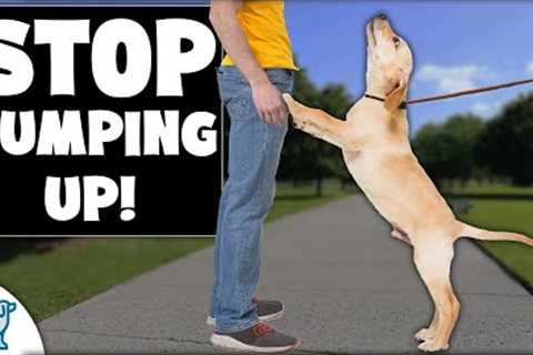 STOP Dog Jumping In 4 EASY Steps