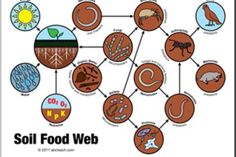 The Food Soil Web