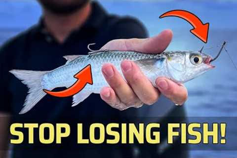 This Live Bait Rig Doesn't Miss!