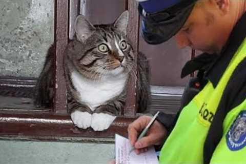 Cute CATS And OWNERS Awesome Friendship - Funny Animal Videos 2023 😅