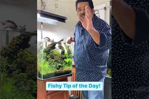 Beginner FISH KEEPING TIP 1 | Mayur Dev Aquascaper | Best tips for All Aquarium Fish