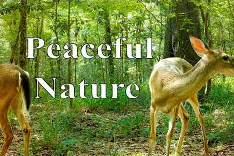White-tailed Deer Summer Trail Camera Videos (Browning Recon Force Elite HP5)