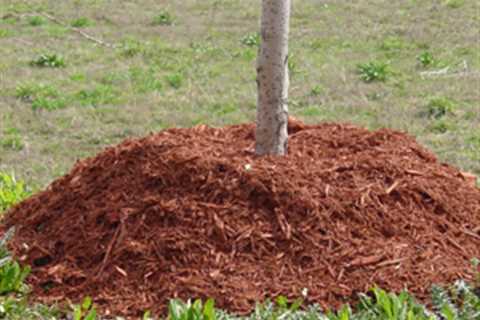 Protecting Trees With Mulch