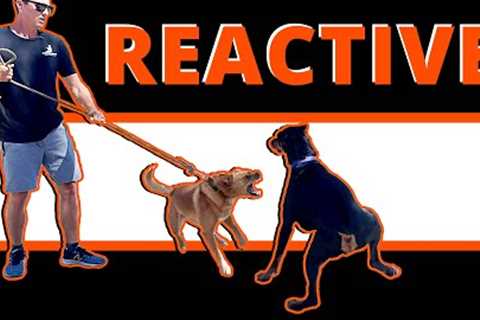 Want to Take your Kid-Reactive Dog to Restaurants and Out In Public? Learn How to do it!