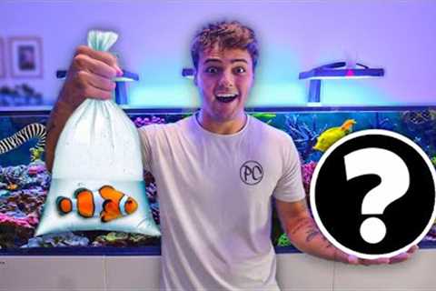 NEW FISH for My SALTWATER AQUARIUM!!