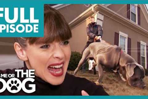 Can These Three Mighty Mastiffs be Tamed? | Full Episode | It's Me or The Dog