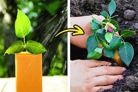 Gardening Shortcuts: Time-Saving Hacks for a Beautiful Garden