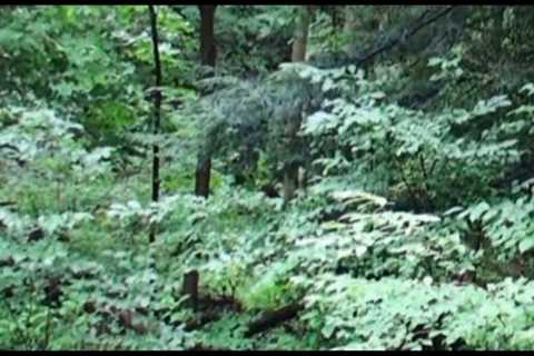I STILL COULDN'T BELIEVE WHAT I REALLY CAUGHT ON MY TRAIL CAM!!