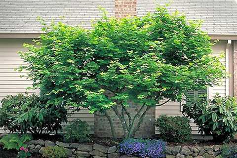 The Importance of an Arbor Day