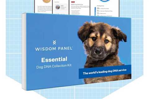 The Best Kit for Dog DNA Testing to Determine the Breed and Health Status of Your Pet