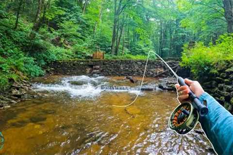 The most BEAUTIFUL Fish in the World?? (Fly Fishing for Small Creek Brook Trout)