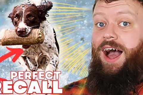 How To Teach Your Dog AMAZING RECALL Quickly