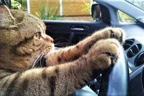 Funny animals - Funny cats / dogs - Funny animal videos 283