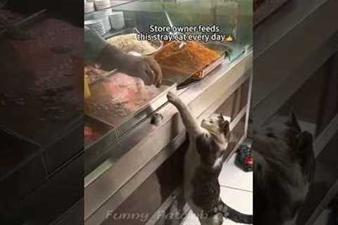 Funniest cats🐱In The World😂 Funny and Fails Pets Video #shorts #54 #cats #funny #animals
