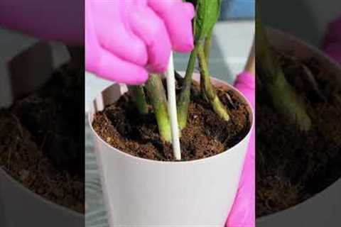 Gardening Hacks: Smart Solutions for Thriving Plants #Shorts