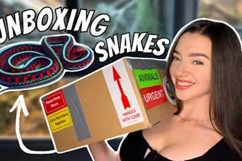 UNBOXING RARE SNAKES! + Enclosure Setup and Feeding!