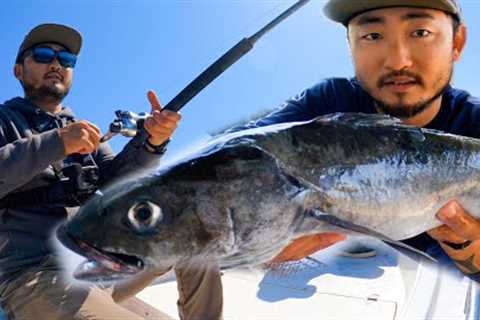 Restaurants Love This Fish | Black Cod Catch and Cook
