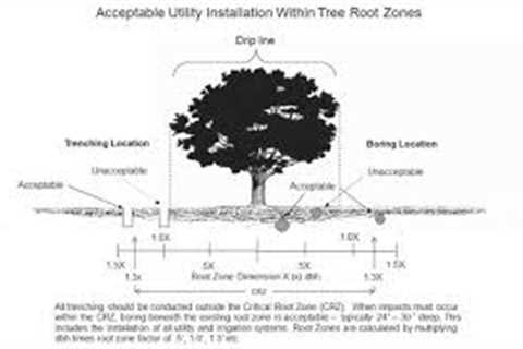 Protecting Trees During Site Development