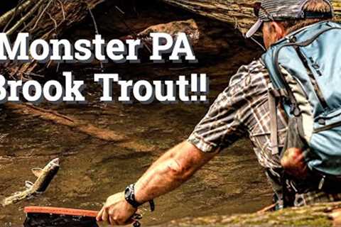 Fly Fishing Northern PA / Wild Brook Trout