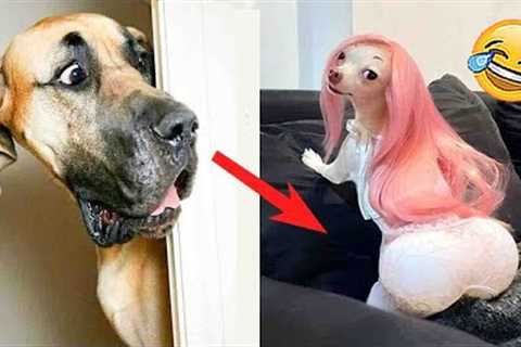 Try Not to Laugh at These Funny Dog Videos 🐶😹 - Funniest Animals 2023 | Pets Island