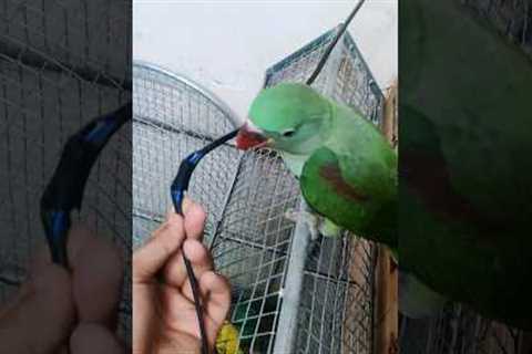 Aaj had kardi rocky ne, Ring Light ka taar kaat diya | #popat #shorts #minivlog #pets #pahaditota