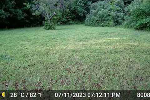 Backyard Bumps in the Night -Wildlife on the Trail Cam Diary  7.10 - 7.13
