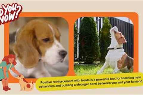 Dog Training with Treats: A Step-by-Step Guide