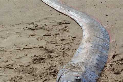 Video of Giant 'Doomsday' Oarfish Off Taiwan Coast Has People Worried