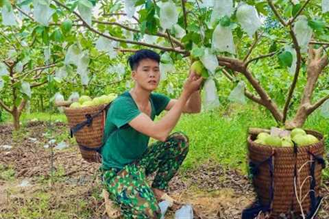 Harvest guava in the garden and bring it to the market to sell, farm life