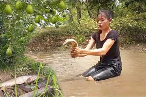 Unbelievable ! Catching Snakehead fish in mud and grilling for jungle food