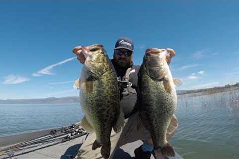 Clearlake Never Disappoints, Two For Almost 20lb