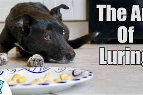Dog Training Using Food Luring - Professional Dog Training Tips