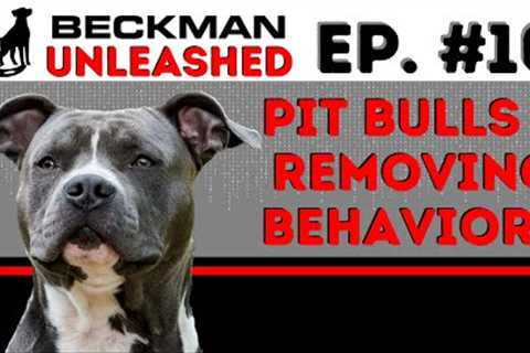 How to Stop Any Negative Behavior with your Dog - Pit Bulls on Breed of the Week