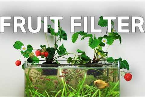 Making a Strawberry-Powered Aquarium (With No Filter)