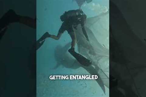 These scuba divers saved 5 massive whale sharks 😱