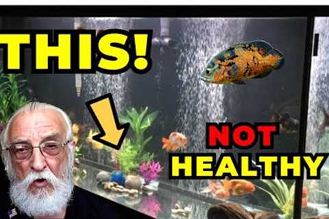 What is a Healthy Aquarium?